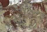 / Fossil Orthoceras & Goniatite Plate - Stoneware #58564-1